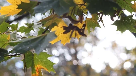 Autumn leaf on the tree. Stock Footage 75380009
