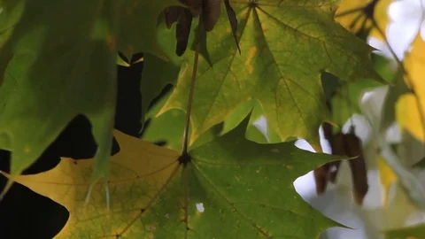 Autumn leaf on the tree. Stock Footage 84138744