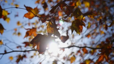Autumn leaf tree lens flare. Video stock 136214609