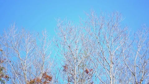 Autumn leaf tree mixed forest sunny sunlight blue sky background Stock Footage 151028948