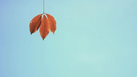 Autumn leaf tree sunny sunlight motion blur background Stock Footage 151028959