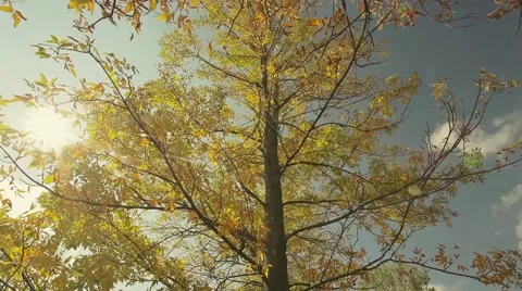 Autumn leaf on the tree with sunshine Stock Footage 44390794