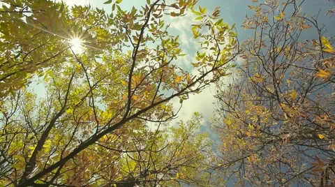 Autumn leaf on the tree with sunshine Stock Footage 44390838