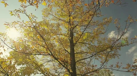Autumn leaf on the tree with sunshine Stock Footage 44390842