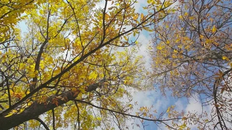 Autumn leaf on the tree with sunshine Stock Footage 44390947