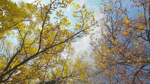 Autumn leaf on the tree with sunshine Stock Footage 44391078