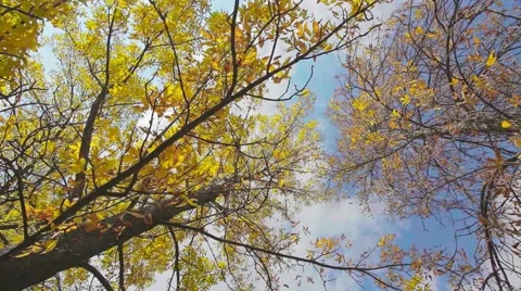 Autumn leaf on the tree with sunshine Stock Footage 44391082