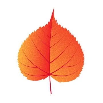 Autumn leaf vector on a white background Stock Illustration
