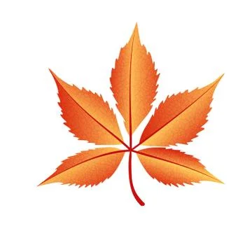 Autumn leaf vector on a white background Stock Illustration