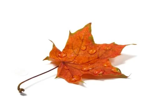 Autumn leaf with water drops close-up Foto stock