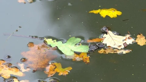 Autumn Leaf on Water Stock Footage 81451977