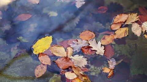 Autumn leaf in water.  Video stock 83066397