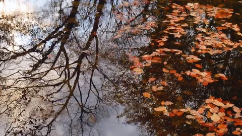 Autumn leaf in water.  库存影片 83066411