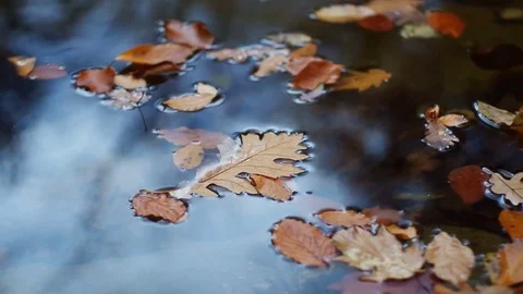 Autumn leaf in water.  Vidéo 83066417