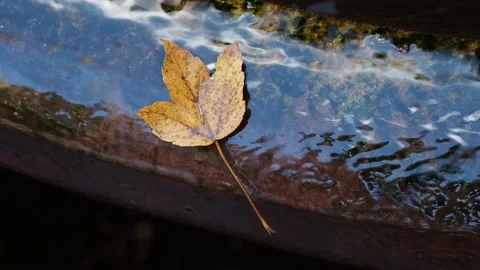 Autumn leaf on the water Stock Footage 229498903