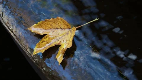 Autumn leaf on the water Stock Footage 229498922