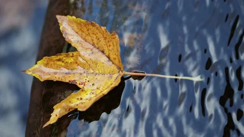 Autumn leaf on the water Stock Footage 229499282