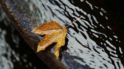 Autumn leaf on the water Stock Footage 229499355