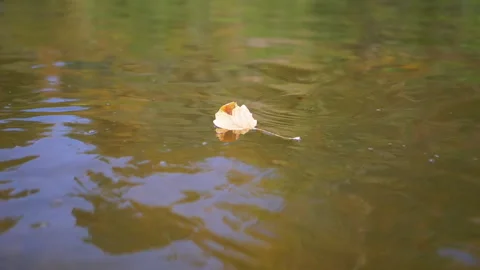 Autumn Leaf on Water Stock Footage 293270081