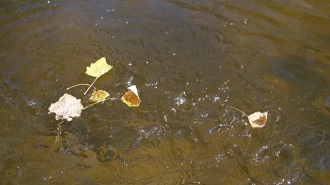 Autumn Leaf on Water Surface Stock Footage 293265732