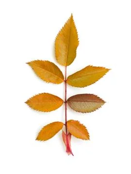 Autumn leaf on white background Stock Photos
