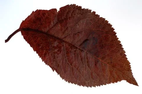 Autumn leaf on a white background Stock Photos