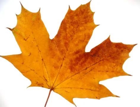 Autumn leaf on a white background Stock Photos
