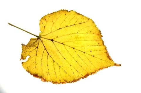 Autumn leaf on a white background Stock Photos