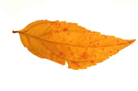 Autumn leaf on a white background Stock Photos