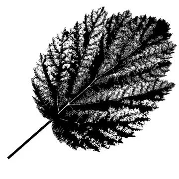 Autumn  leaf  on white background. Vector illustration. 스톡 일러스트