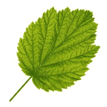 Autumn  leaf  on white background. Vector illustration. Stock Illustration