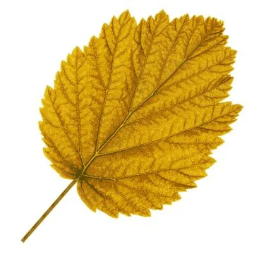 Autumn  leaf  on white background. Vector illustration. Stock Illustration