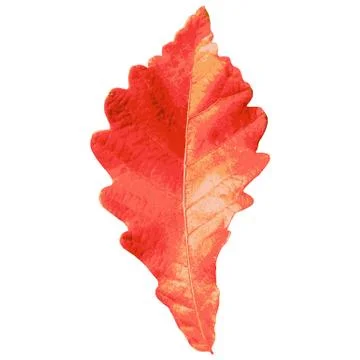Autumn  leaf  on white background. Vector illustration. Stock Illustration
