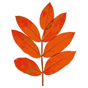 Autumn  leaf  on white background. Vector illustration. Stock Illustration