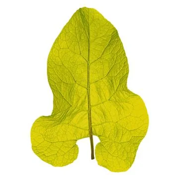 Autumn  leaf  on white background. Vector illustration. 스톡 일러스트