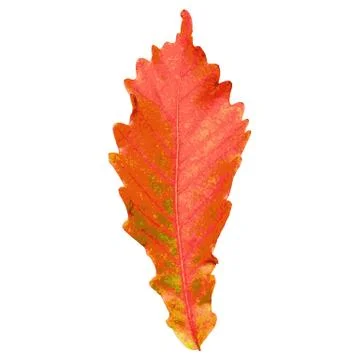 Autumn  leaf  on white background. Vector illustration. Illustrazione stock