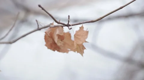 Autumn leaf in the wind Stock Footage 44049671