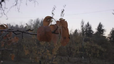 Autumn Leaf In The Wind Video stock 164166674