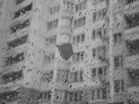 Autumn leaf on the window Stock-Fotos