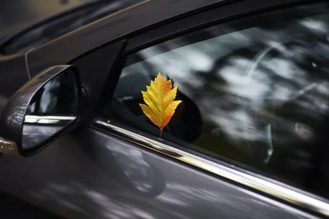 Autumn leaf on the windshield of a car under the brush, against the backdro.. Stock Photos