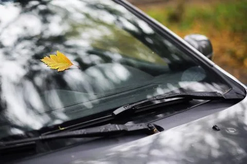 Autumn leaf on the windshield of a car under the brush, against the backdro.. Stock Photos