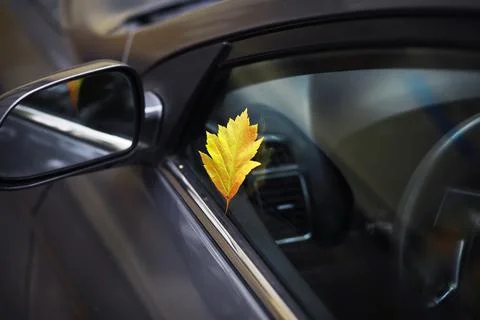 Autumn leaf on the windshield of a car under the brush, against the backdro.. Stock Photos
