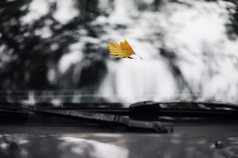 Autumn leaf on the windshield of a car under the brush, against the backdro.. Stock Photos