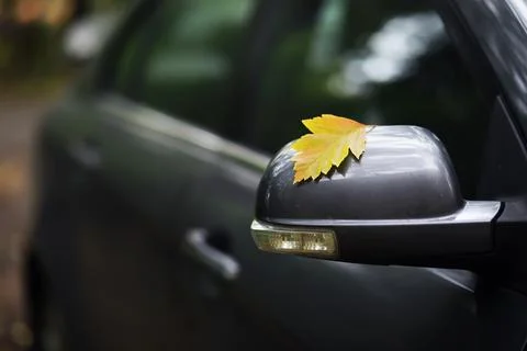 Autumn leaf on the windshield of a car under the brush, against the backdro.. Stock Photos