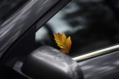 Autumn leaf on the windshield of a car under the brush, against the backdro.. Stock Photos
