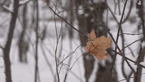 Autumn leaf in the winter woods Stock Footage