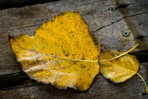 Autumn leaf on wooden planks Stock Photos