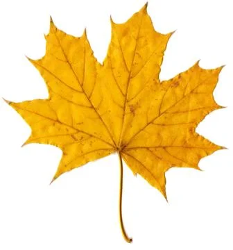 Autumn leaf yellow maple Stock Photos