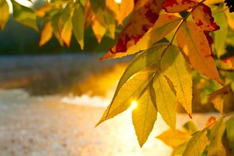 Autumn leafage Foto stock