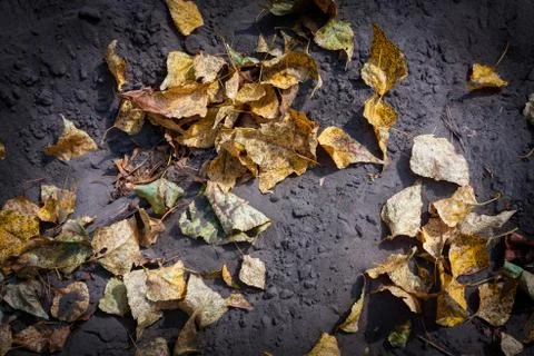 Autumn leafage 스톡 사진